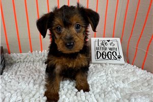 Gregory - Yorkiepoo - Yorkie Poo for sale