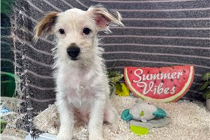 Cinch - Yorkiepoo - Yorkie Poo for sale