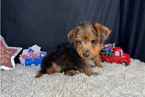 Gregory - Yorkiepoo - Yorkie Poo for sale