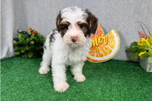 Normand - Yorkiepoo - Yorkie Poo for sale