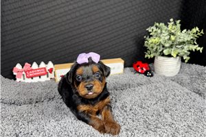 Greta - Yorkiepoo - Yorkie Poo for sale