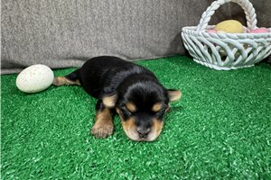 Anastasia - Yorkshire Terrier - Yorkie for sale