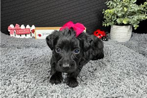 Giselle - Yorkiepoo - Yorkie Poo for sale