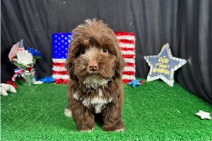 Nutmeg - Yorkiepoo - Yorkie Poo for sale