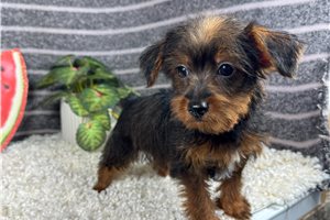 Grayson - Yorkiepoo - Yorkie Poo for sale