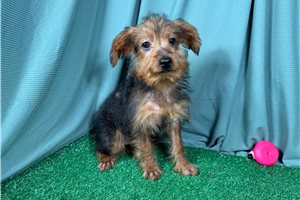 Gregory - Yorkiepoo - Yorkie Poo for sale