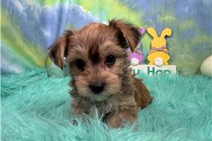 Simba - Yorkiepoo - Yorkie Poo for sale