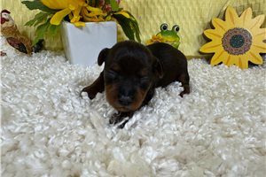 Grayson - puppy for sale