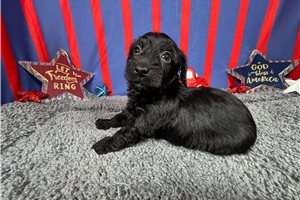 Gino - Yorkiepoo - Yorkie Poo for sale
