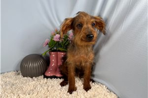 Gregory - Yorkiepoo - Yorkie Poo for sale