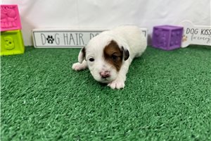 Skittles - puppy for sale