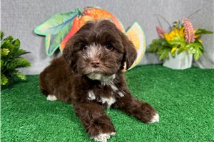 Nutmeg - Yorkiepoo - Yorkie Poo for sale