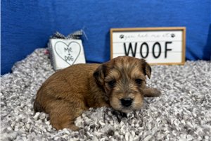 Starburst - puppy for sale