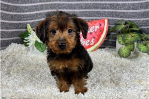 Gregory - Yorkiepoo - Yorkie Poo for sale
