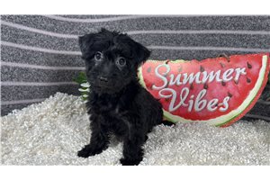 Gino - Yorkiepoo - Yorkie Poo for sale
