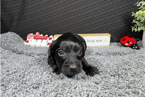 Gino - Yorkiepoo - Yorkie Poo for sale