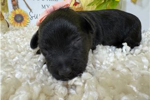 Giselle - puppy for sale