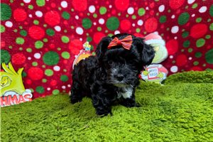 Duchess - Yorkiepoo - Yorkie Poo for sale