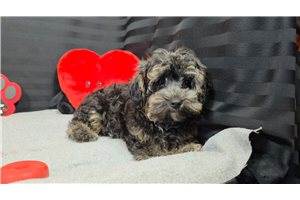 Duke - Yorkiepoo - Yorkie Poo for sale