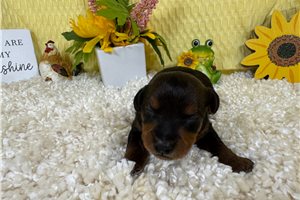 Gregory - Yorkiepoo - Yorkie Poo for sale