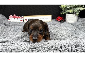 Grayson - Yorkiepoo - Yorkie Poo for sale