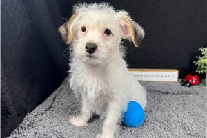 Cinch - Yorkiepoo - Yorkie Poo for sale