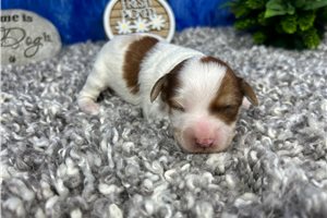 Nikki - puppy for sale