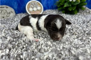 Noelle - puppy for sale