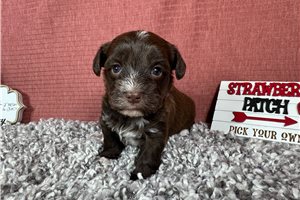 Nutmeg - Yorkiepoo - Yorkie Poo for sale