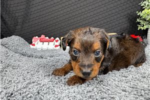 Gregory - Yorkiepoo - Yorkie Poo for sale