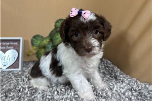 Noelle - Yorkiepoo - Yorkie Poo for sale
