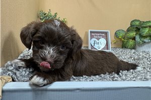 Nutmeg - Yorkiepoo - Yorkie Poo for sale