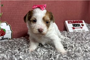 Nikki - Yorkiepoo - Yorkie Poo for sale