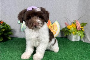Noelle - Yorkiepoo - Yorkie Poo for sale
