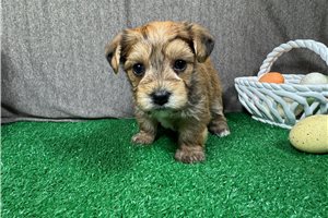 Starburst - Yorkiepoo - Yorkie Poo for sale