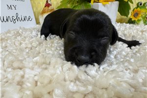 Gino - puppy for sale
