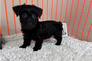 Gino - Yorkiepoo - Yorkie Poo for sale