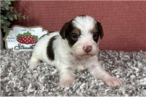 Normand - Yorkiepoo - Yorkie Poo for sale