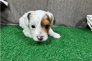 Skittles - Yorkiepoo - Yorkie Poo for sale