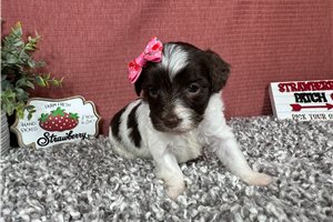 Noelle - Yorkiepoo - Yorkie Poo for sale
