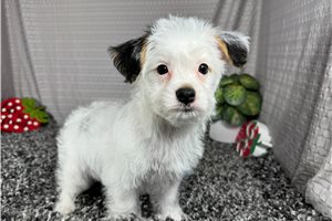 Cinch - Yorkiepoo - Yorkie Poo for sale