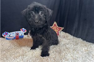 Gino - Yorkiepoo - Yorkie Poo for sale