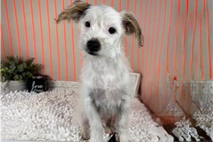 Cinch - Yorkiepoo - Yorkie Poo for sale