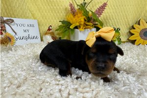 Greta - Yorkiepoo - Yorkie Poo for sale