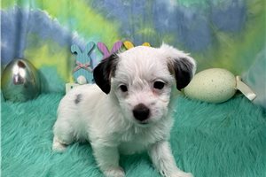 Cinch - Yorkiepoo - Yorkie Poo for sale