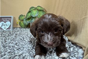 Nutmeg - Yorkiepoo - Yorkie Poo for sale