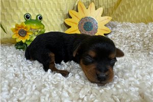 Galen - puppy for sale