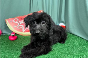 Gino - Yorkiepoo - Yorkie Poo for sale
