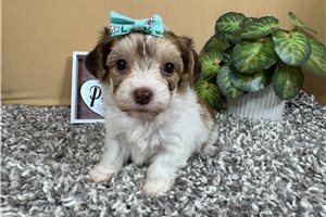 Neve - Yorkiepoo - Yorkie Poo for sale