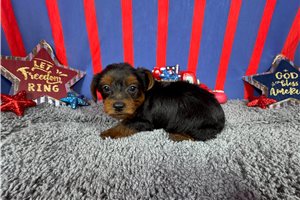 Greta - Yorkiepoo - Yorkie Poo for sale